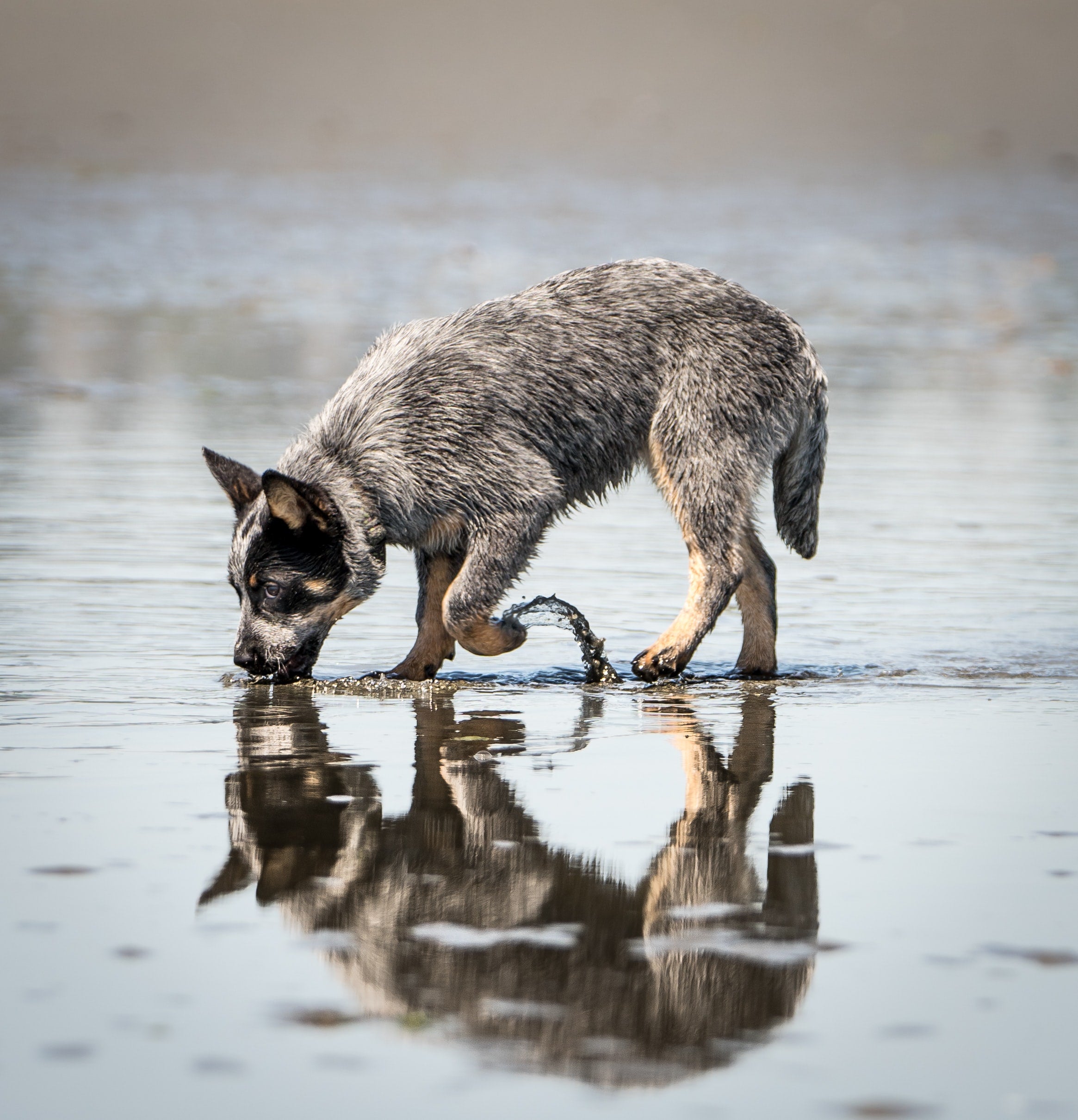 Dog running 2024 in water