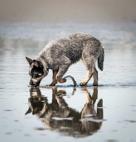 How often should a dog drink water on a long walk?