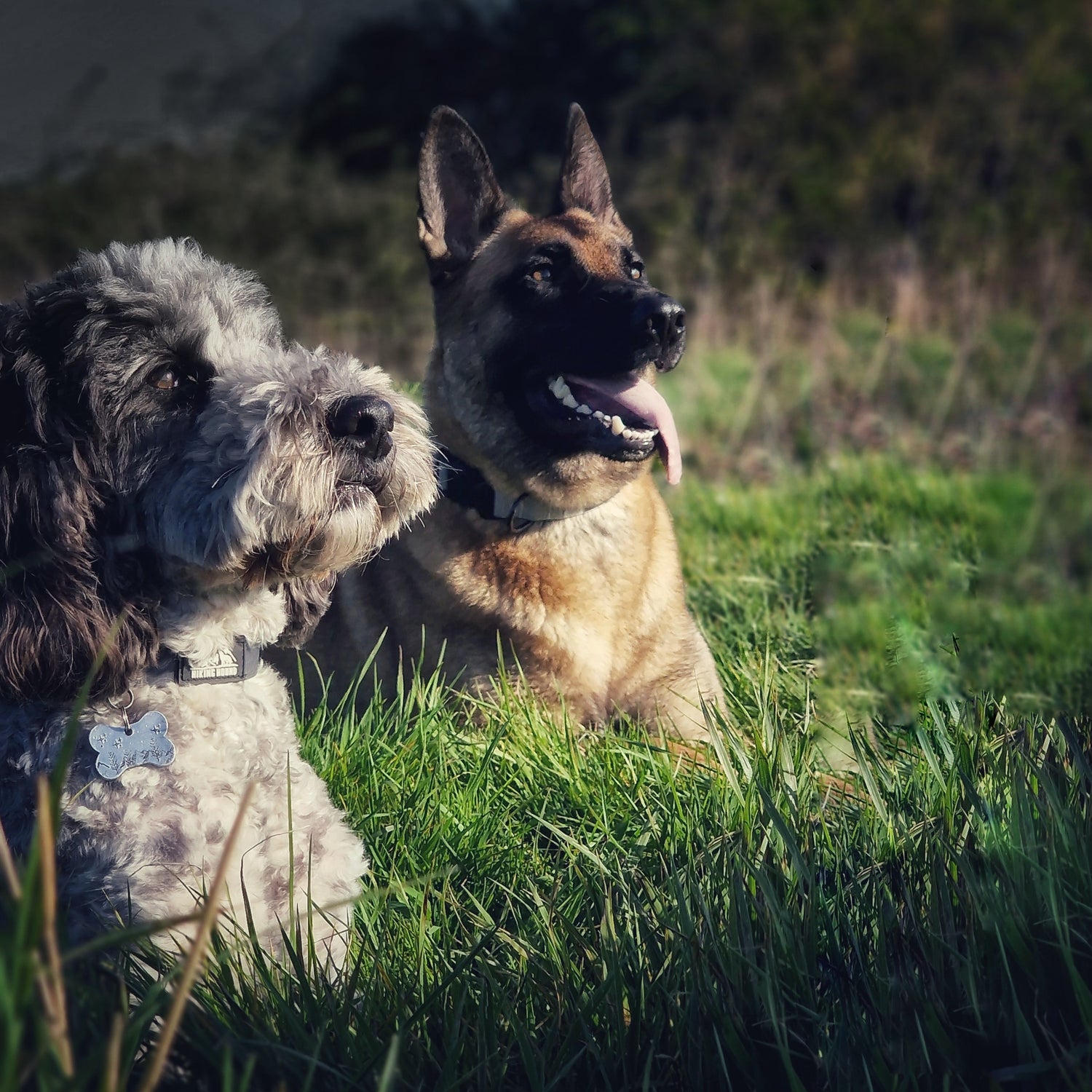Cockapoo and belgian malinois watching a sunset