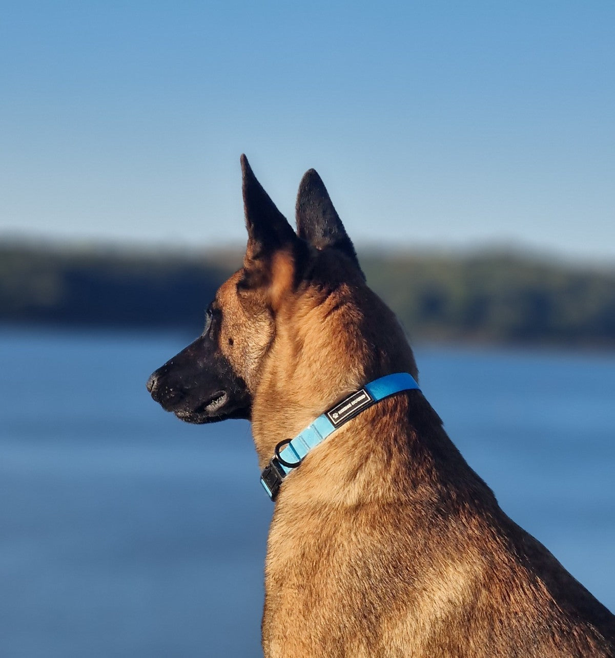 Hiking Hound: Premium Dog Collars, Leads & Active Dog Gear